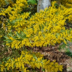 Acacia covenyi at Griffith, ACT - 10 Sep 2021 01:18 PM