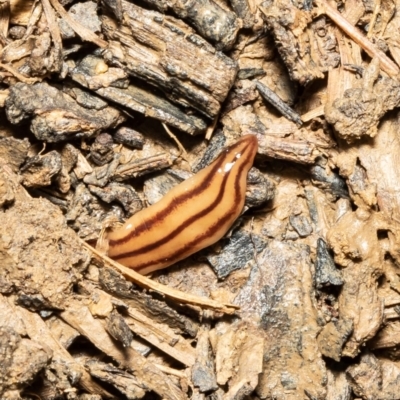 Anzoplana trilineata (A Flatworm) at Holt, ACT - 10 Sep 2021 by Roger