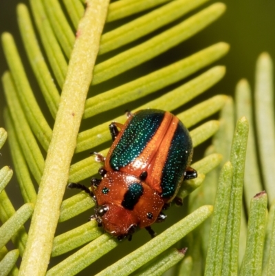 Calomela curtisi (Acacia leaf beetle) at Aranda Bushland - 10 Sep 2021 by Roger