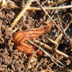 Anzoplana trilineata (A Flatworm) at Holt, ACT - 6 Sep 2021 by Christine