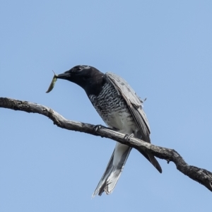 Coracina papuensis at Holt, ACT - 10 Sep 2021 09:54 AM