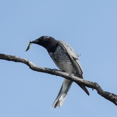 Coracina papuensis (White-bellied Cuckooshrike) at Kama - 9 Sep 2021 by Roger