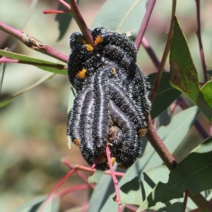 Perga sp. (genus) at Holt, ACT - 6 Sep 2021