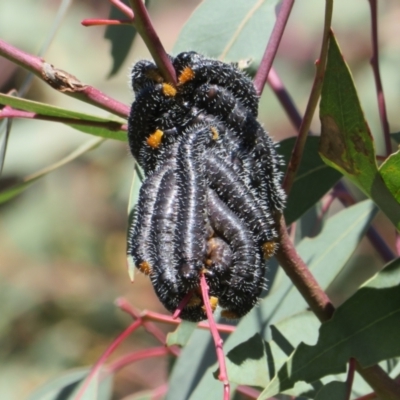 Perga sp. (genus) (Sawfly or Spitfire) at Holt, ACT - 6 Sep 2021 by Christine