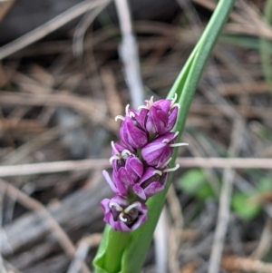 Wurmbea dioica subsp. dioica at Downer, ACT - 10 Sep 2021