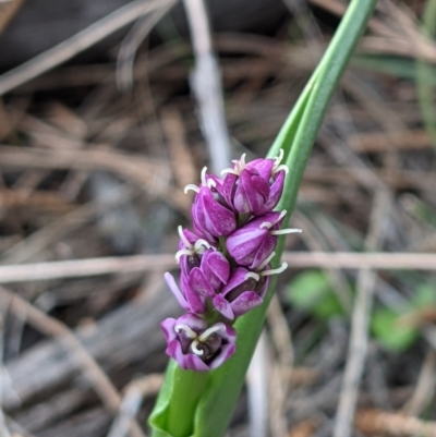 Wurmbea dioica subsp. dioica (Early Nancy) at Mount Majura - 10 Sep 2021 by abread111