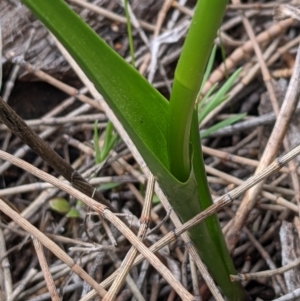 Wurmbea dioica subsp. dioica at Downer, ACT - 10 Sep 2021