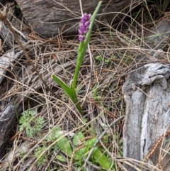 Wurmbea dioica subsp. dioica at Downer, ACT - 10 Sep 2021