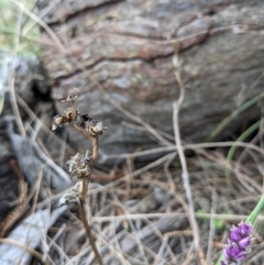Wurmbea dioica subsp. dioica at Downer, ACT - 10 Sep 2021