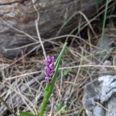 Wurmbea dioica subsp. dioica at Downer, ACT - 10 Sep 2021