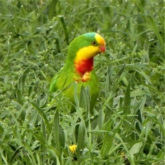 Polytelis swainsonii (Superb Parrot) at Holt, ACT - 8 Sep 2021 by RoxanneForrest