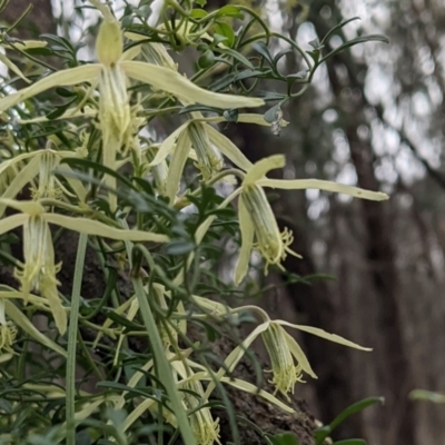 Clematis leptophylla (Small-leaf Clematis, Old Man's Beard) at Downer, ACT - 10 Sep 2021 by abread111