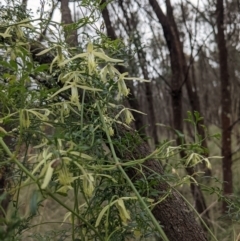 Clematis leptophylla at Downer, ACT - 10 Sep 2021