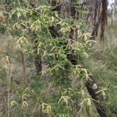 Clematis leptophylla at Downer, ACT - 10 Sep 2021
