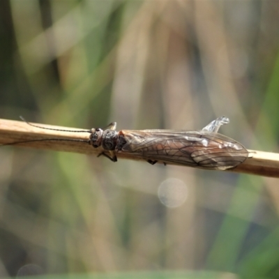 Plecoptera sp. (order) (Unidentified Stone fly) at Mount Painter - 10 Sep 2021 by CathB