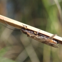 Plecoptera sp. (order) at Cook, ACT - 10 Sep 2021 03:11 PM