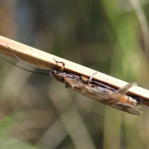 Plecoptera sp. (order) at Cook, ACT - 10 Sep 2021