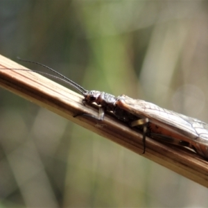 Plecoptera sp. (order) at Cook, ACT - 10 Sep 2021 03:11 PM