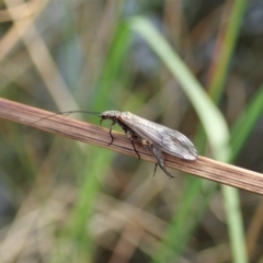 Plecoptera sp. (order) at Cook, ACT - 10 Sep 2021 03:11 PM