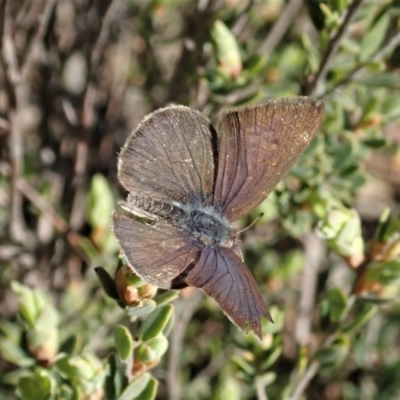 Erina sp. (genus) (A dusky blue butterfly) at Holt, ACT - 6 Sep 2021 by CathB