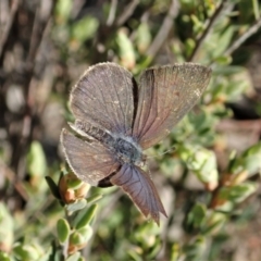 Erina sp. (genus) at Holt, ACT - 6 Sep 2021