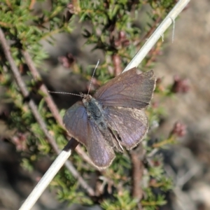 Erina sp. (genus) at Holt, ACT - 6 Sep 2021