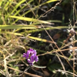 Glycine microphylla at Evans Head, NSW - 10 Sep 2021