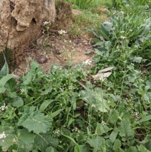 Capsella bursa-pastoris at Hackett, ACT - 10 Sep 2021