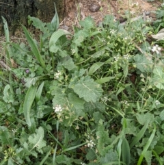 Capsella bursa-pastoris at Hackett, ACT - 10 Sep 2021