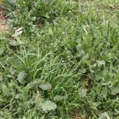 Capsella bursa-pastoris at Hackett, ACT - 10 Sep 2021