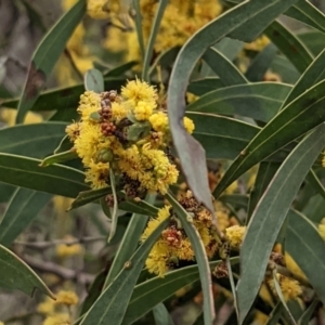 Acacia rubida at Downer, ACT - 10 Sep 2021 11:42 AM