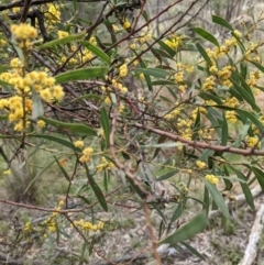 Acacia rubida at Downer, ACT - 10 Sep 2021 11:42 AM