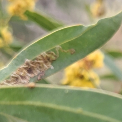 Unidentified Insect at Downer, ACT - 10 Sep 2021 by abread111