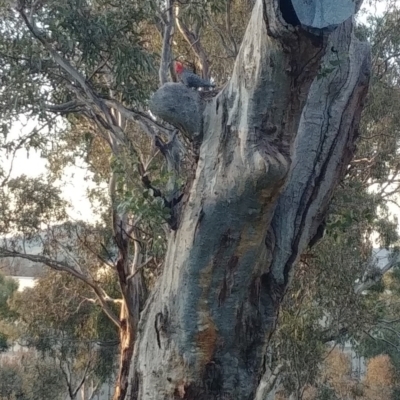 Callocephalon fimbriatum (Gang-gang Cockatoo) at Hughes, ACT - 10 Sep 2021 by Rebreay