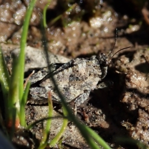 Tetrigidae (family) at Holt, ACT - 7 Sep 2021