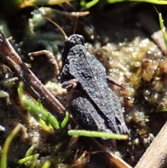 Tetrigidae (family) (Pygmy grasshopper) at Holt, ACT - 7 Sep 2021 by CathB