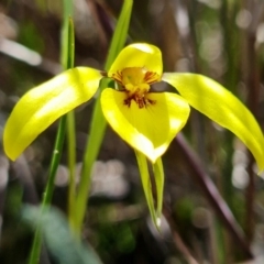 Diuris chryseopsis (Golden Moth) at Denman Prospect, ACT - 10 Sep 2021 by RobG1