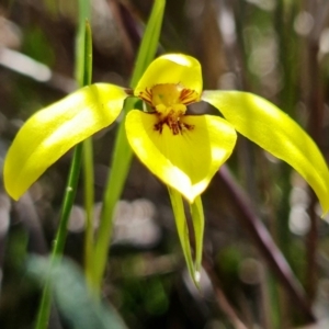 Diuris chryseopsis at Denman Prospect, ACT - 10 Sep 2021