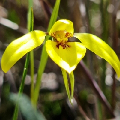 Diuris chryseopsis (Golden Moth) at Denman Prospect, ACT - 10 Sep 2021 by RobG1