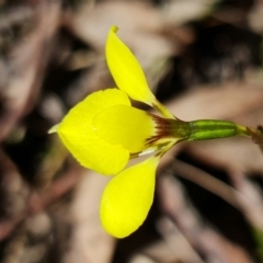 Diuris chryseopsis at Denman Prospect, ACT - 10 Sep 2021