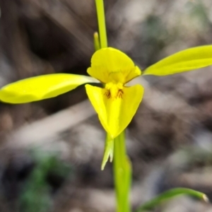 Diuris chryseopsis at Denman Prospect, ACT - 10 Sep 2021