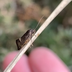 Leistomorpha brontoscopa (A concealer moth) at Murrumbateman, NSW - 10 Sep 2021 by SimoneC
