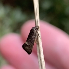 Leistomorpha brontoscopa at Murrumbateman, NSW - 10 Sep 2021