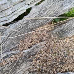 Papyrius sp. (genus) (A Coconut Ant) at Mount Mugga Mugga - 10 Sep 2021 by Mike