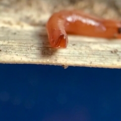 Anzoplana trilineata at Murrumbateman, NSW - 10 Sep 2021