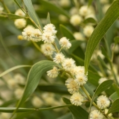 Acacia melanoxylon (Blackwood) at Penrose - 26 Aug 2021 by Aussiegall