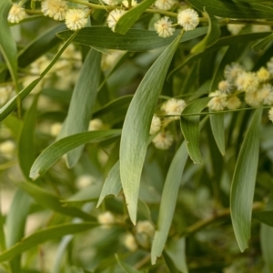 Acacia melanoxylon at Penrose, NSW - 26 Aug 2021
