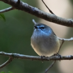 Gerygone mouki (Brown Gerygone) at Robertson, NSW - 8 Sep 2021 by NigeHartley