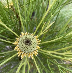 Isopogon anethifolius at Fitzroy Falls, NSW - 10 Sep 2021