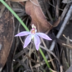 Caladenia carnea (Pink Fingers) at Wingecarribee Local Government Area - 10 Sep 2021 by JanetMW